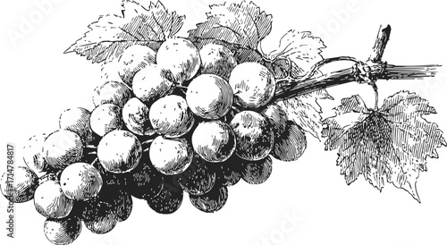 Grape cluster sketch hand drawn botanical illustration with leaves and stem — stock vector