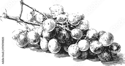 Grape bunch sketch, hand drawn style, detailed vintage fruit illustration — stock vector