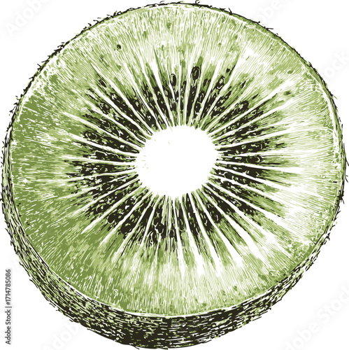 Kiwi fruit sketch hand drawn cross section detailed texture — stock vector