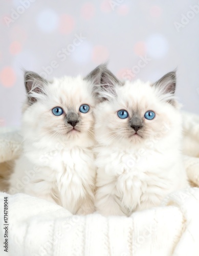 Two fluffy kittens nestled in a blanket