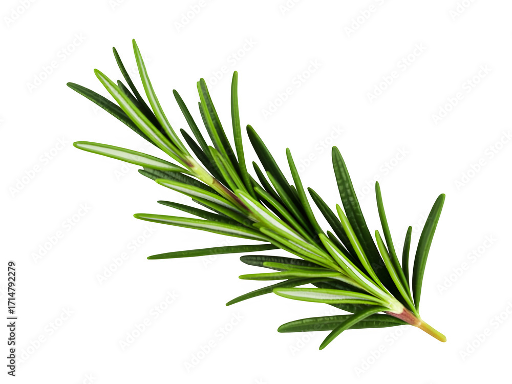 Fototapeta premium Fresh rosemary sprig macro detail herb for cooking and aromatherapy isolated on transparent background