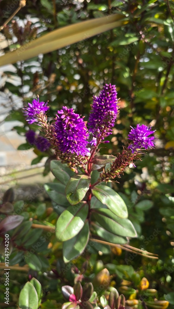 Obraz premium Beautiful purple flowers blooming in the sunlight with a soft green background, creating a vibrant and natural floral scene.