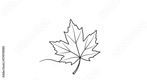 Line drawing of a maple leaf on white background  