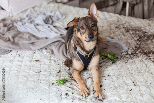 Dog makes a mess on the bed after knocking over a potted plant at home