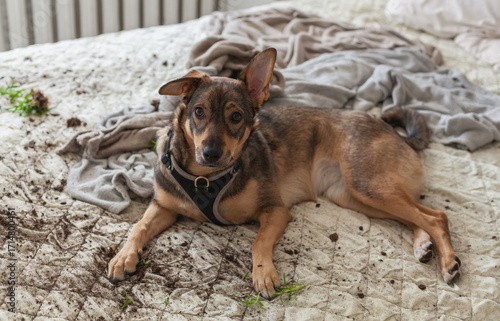 Pet dog makes a mess on the bed with soil from a broken plant during playful behavior