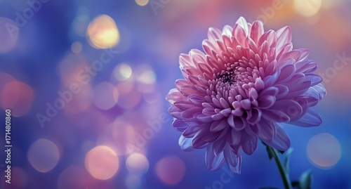 Beautiful Pink Flower With Soft Bokeh Background During Evening Light