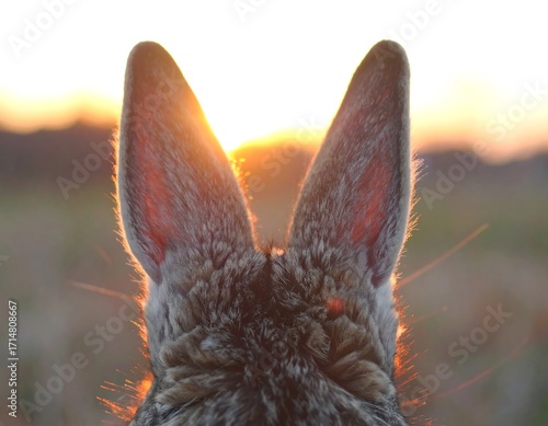 Rabbit ears at sunset