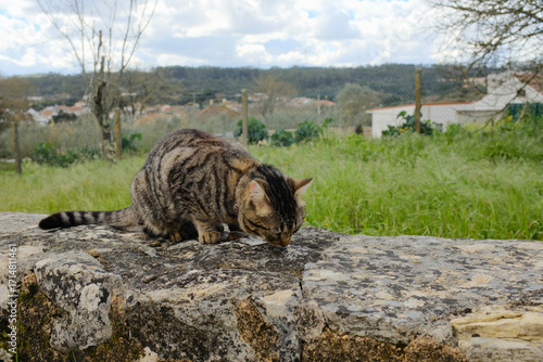 Tabby cat on stone wall in rural field licking nose countryside landscape with green grass and cloudy sky close up portrait domestic animal in village of Fatima Portugal no people. High quality photo