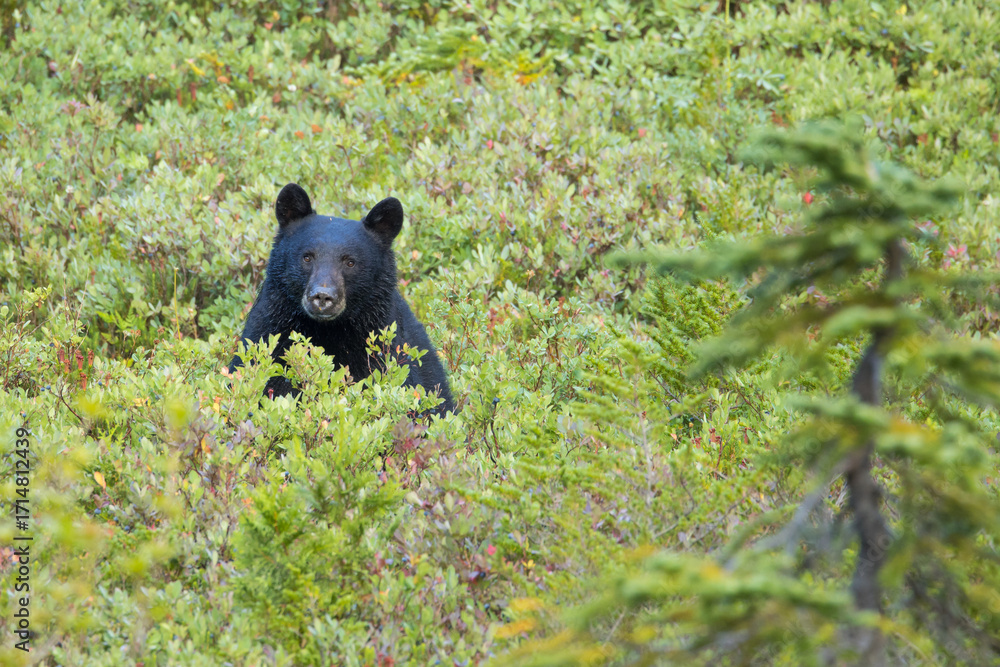 Naklejka premium Black Bear in Mt. Rainier National Park