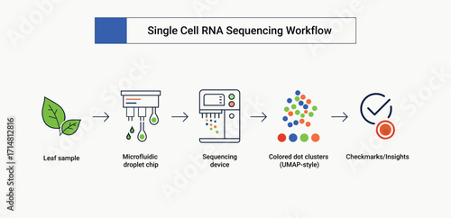 Single Cell RNA Sequencing Workflow for Plants, Vector Infographic Template