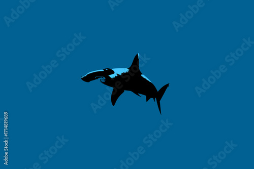 bat flying in the sea
