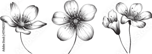 Vintage Herbarium Plant Set Vector Illustration with X-Ray Effect