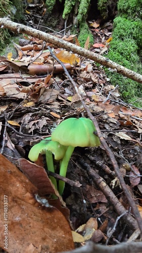 Close-up of mushrooms growing on the forest floor in southern Chile during autumn, surrounded by fallen leaves and natural woodland beauty.