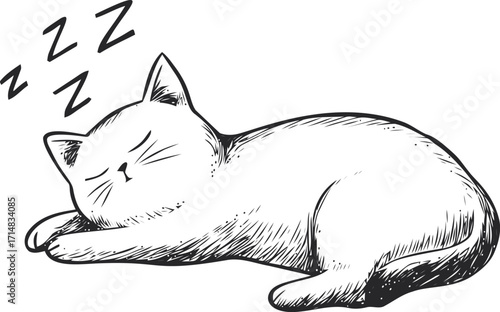 Cat sleeping sketch hand drawn style with peaceful expression and zzz symbols — stock vector