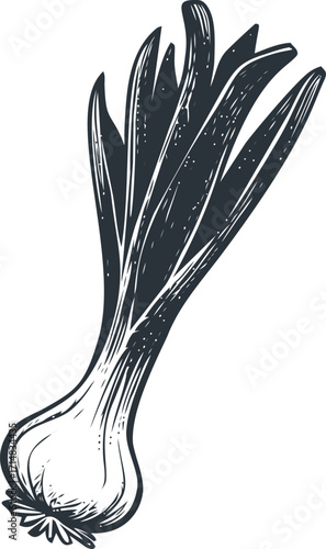Green onion sketch hand drawn vegetable with long leaves and bulb — stock vector