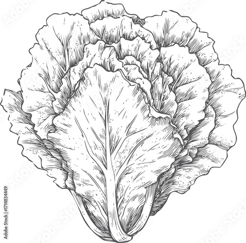 Lettuce sketch hand drawn detailed leafy vegetable isolated on white background — stock vector
