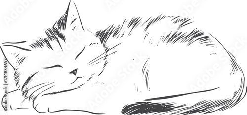 Cat sketch hand drawn sleeping curled up peaceful pose — stock vector