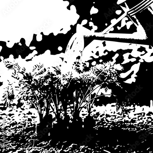 Black and White Illustration of Lush Carrot Tops Growing in Garden