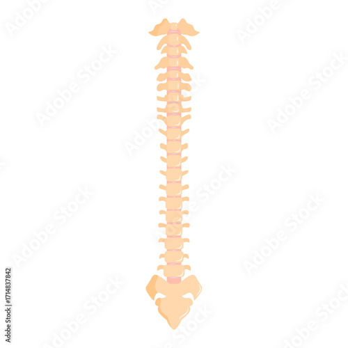 Illustration of the spine