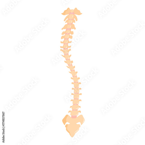 Illustration of the spine