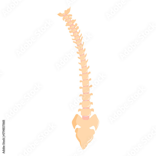 Illustration of the spine