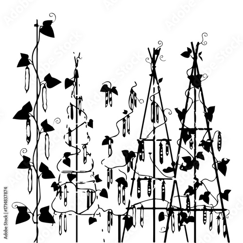 Black and White Illustration of Pea Plants Growing on Trellises