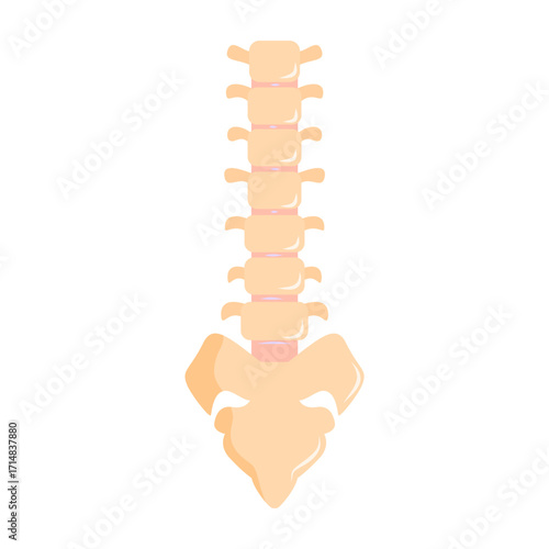 Illustration of the spine