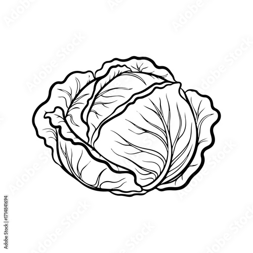 Detailed Black and White Cabbage Illustration with Leaf Veins
