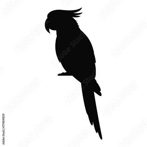 A striking black parrot profile against a white background silhouette