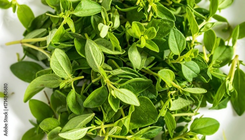 Wallpaper Mural Fresh oregano sprigs on white surface Torontodigital.ca