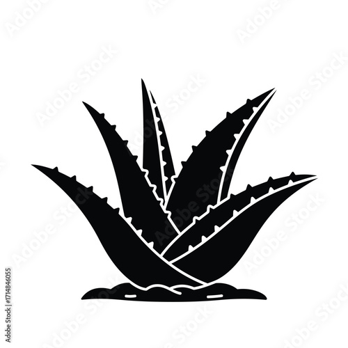 Silhouette of aloe vera plant with serrated leaves growing from soil on a white background. EPS 10.