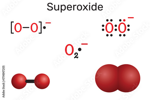 Superoxide radical anion molecule. Reactive oxygen species (ROS). Chemical structure and models. Vector illustration