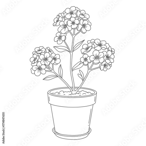 Botanical line drawing of potted flowering plant with clustered blooms and lance-shaped leaves on a white background. EPS 10.
