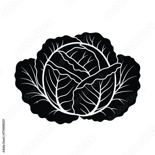 Stylized silhouette of cabbage with detailed overlapping leaves on a white background. EPS 10.