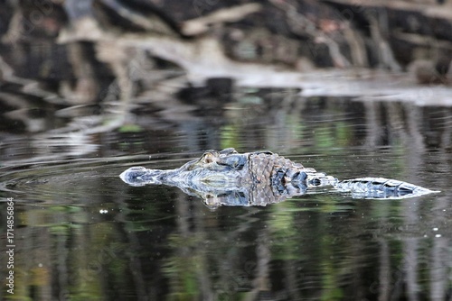 South American Caiman