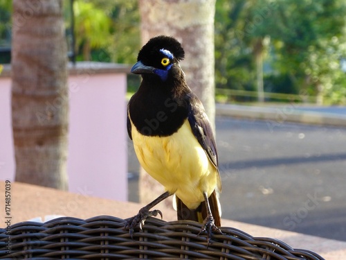Plush Crested Jay