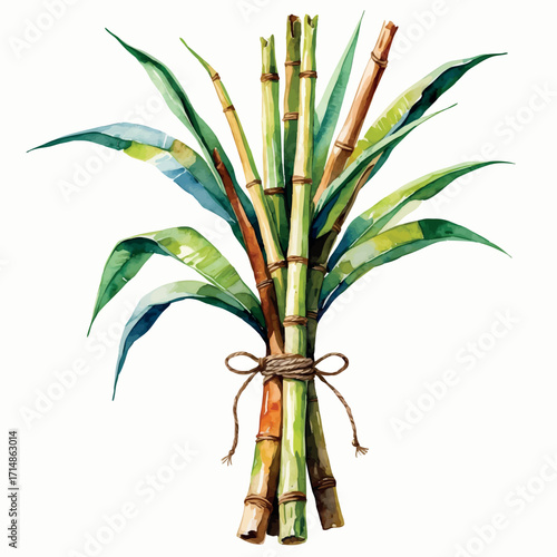 Watercolor vector of sugarcane stalks bundle, fresh traditional harvest, isolated on white