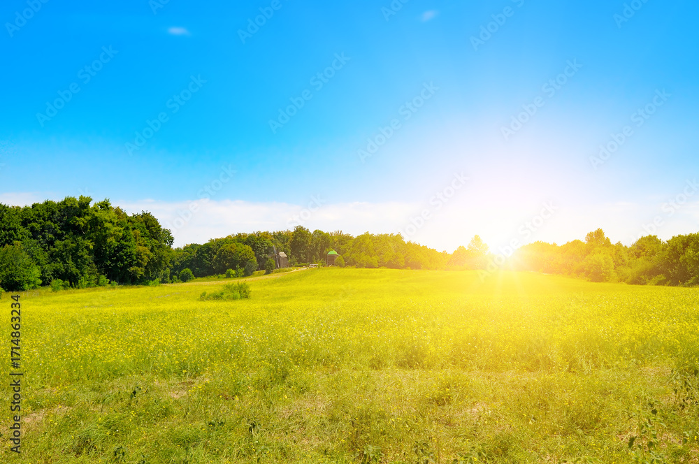 Naklejka premium Golden Sunlight over a Yellow Meadow.