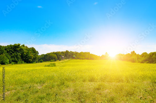 Golden Sunlight over a Yellow Meadow.