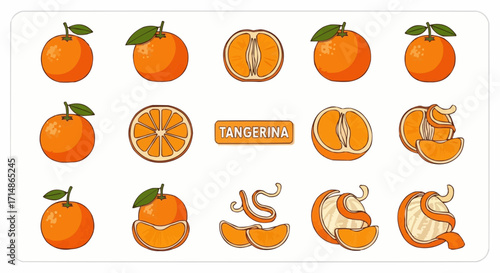Fruits explore fresh tangerina citrus fruit whole and sliced vector illustration for healthy eating and nutrition vector
