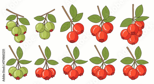 Fruits illustration of ripening berries on branches with green leaves, stages of ripeness, botanical study drawing vector