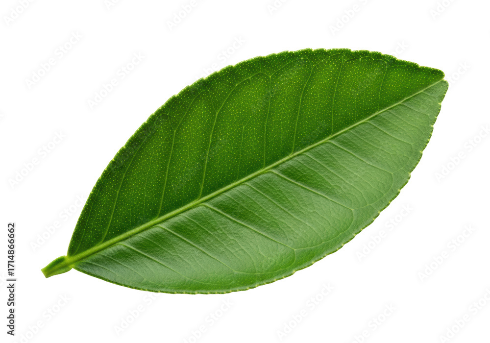 Fototapeta premium Vibrant green citrus leaf with intricate veins and crisp edges, isolated on seamless brilliant white background with copy space, close-up studio shot, high-angle view. Concept of natural purity and