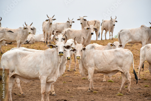 herd of cows