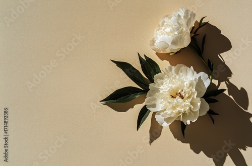 Beautiful White Peonies With Green Leaves on Soft Beige Background Creating a...