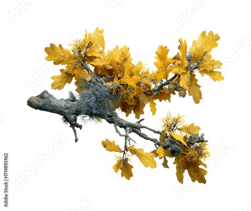 Vibrant yellow oak leaves nature plant detail PNG, isolated on transparent background