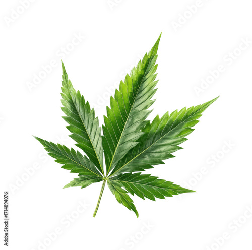 Harvesting cannabis leaves nature plant PNG, isolated on transparent background