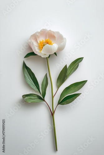 Beautiful Peony Flower With Green Leaves on a Simple White Background