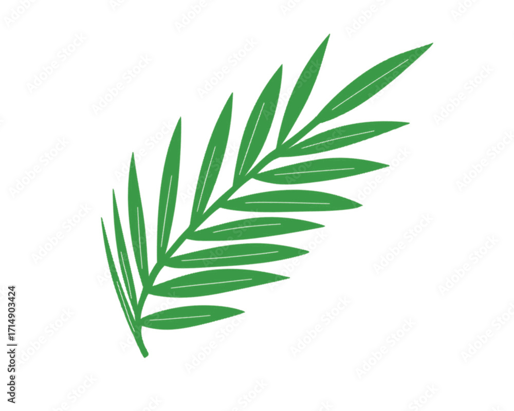 Fototapeta premium Coconut palm leaf