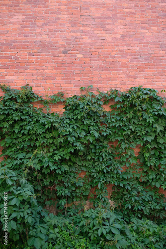 green leaves on a red brick wall