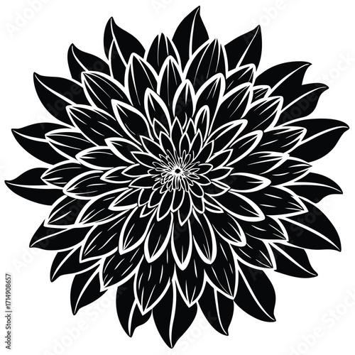 aster vector on white background
